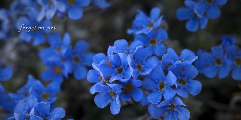 冬日花卉的花语（寒冬季节中）