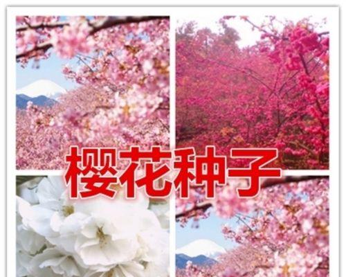 冬樱花、重瓣樱花与樱花草花语的魅力（传递祝福与美好的花朵语言）