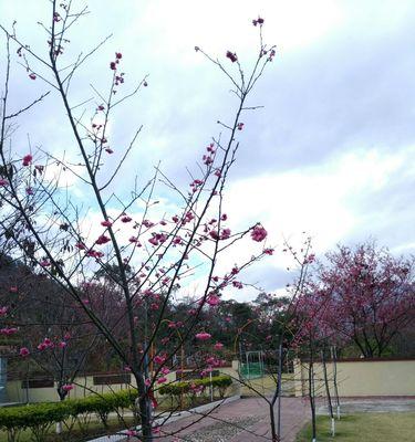 冬樱花、重瓣樱花与樱花草花语的魅力（传递祝福与美好的花朵语言）