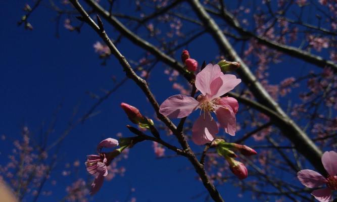 冬樱花、重瓣樱花与樱花草花语的魅力（传递祝福与美好的花朵语言）