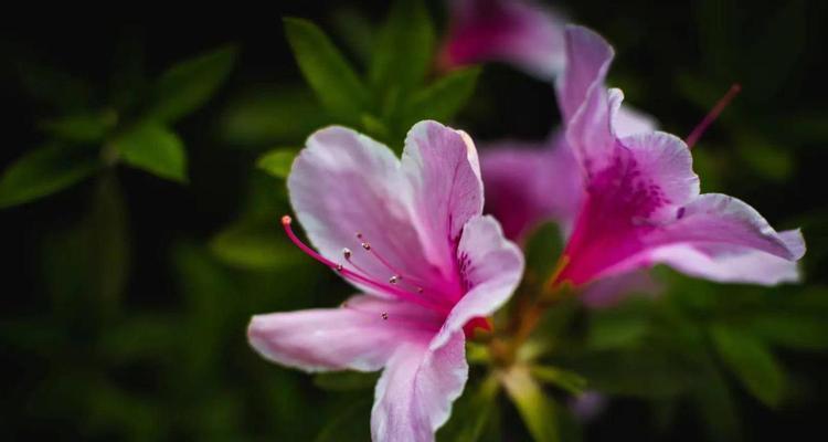 杜鹃花的象征意义——生命与爱的化身（呈现自然美丽的奇迹）