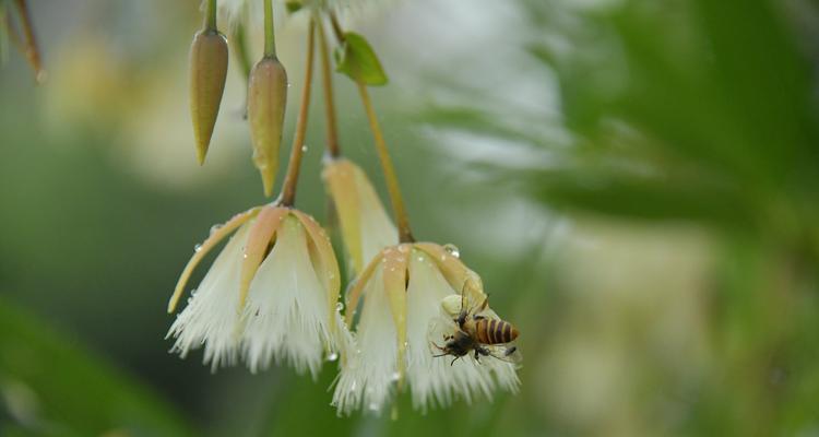 杜英花的花语与意义（探索杜英花花语的美妙世界）