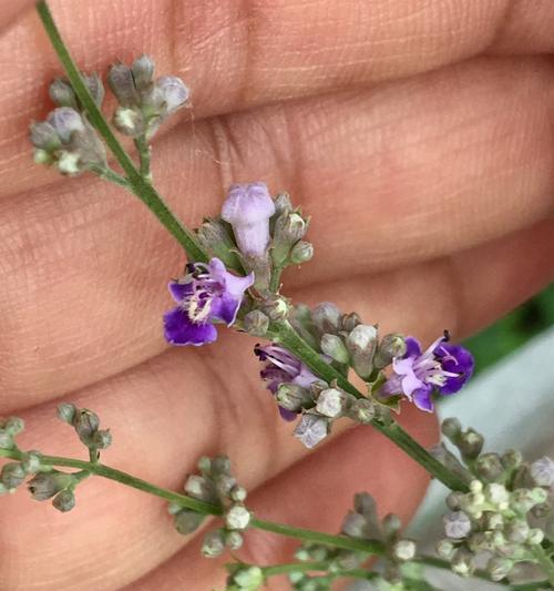 繁缕花的花语与代表意义（探寻繁缕花的情感传递力量）