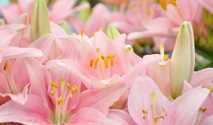 百合花的花语（用百合花传递美好情感）