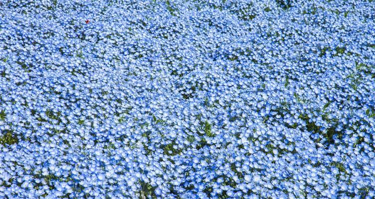 粉蝶花（探寻粉蝶花的文化背景）