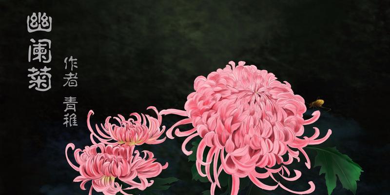 粉色菊花的花语传递着柔美和爱意（深入探索菊花的花语）