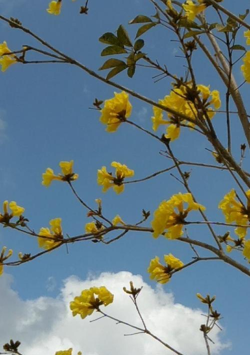 风铃花（追寻自由）