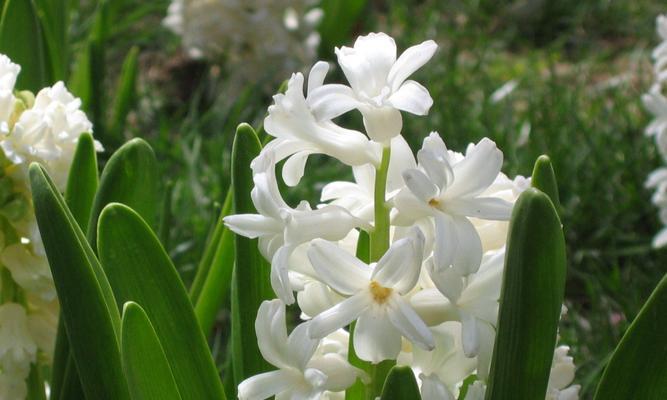 风信子花语与美好寓意（探寻风信子花语的深层含义）