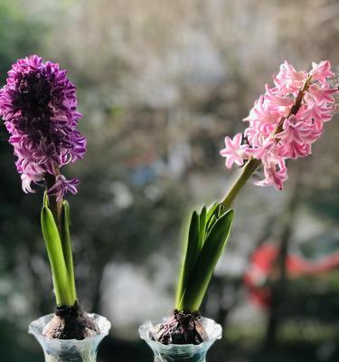 花开花谢，花语传情（探寻茉莉花栀子花和风信子花的花语之美）