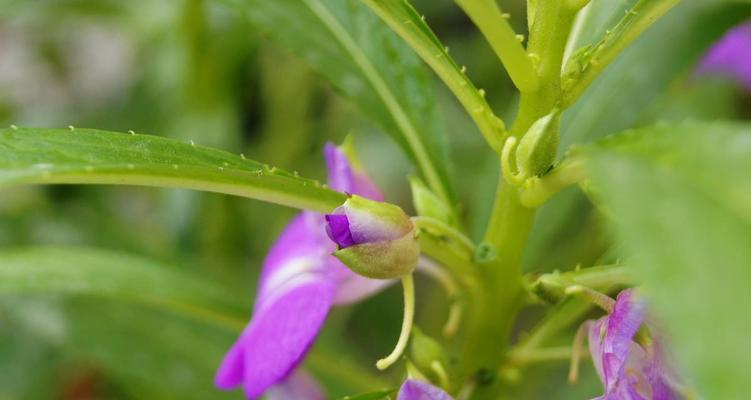 凤仙花——花开盛放的希望（凤仙花花语与生活的启示）