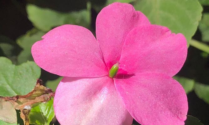 凤仙花——花开盛放的希望（凤仙花花语与生活的启示）