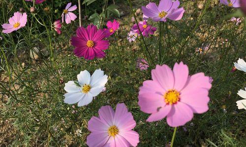 格桑花（格桑花的花语与意义）