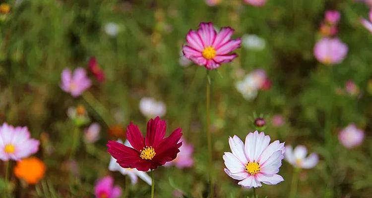 格桑花的寓意与花语（传递希望与坚韧的格桑花）