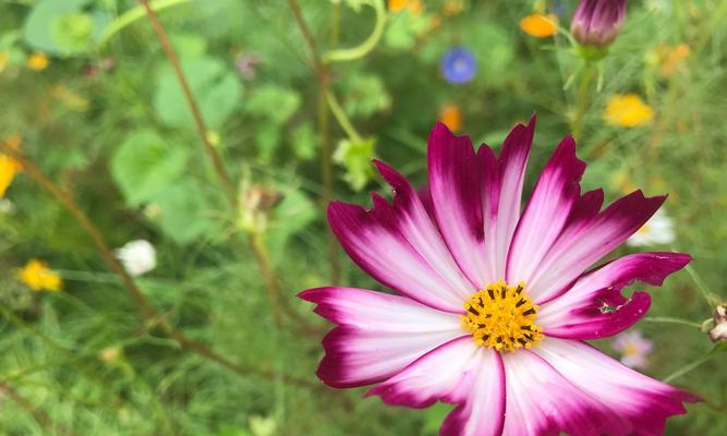 格桑花花语（探索格桑花的花语及其背后的意义）