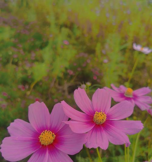 格桑花花语（探索格桑花的花语及其背后的意义）