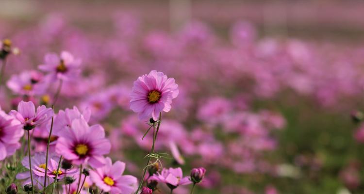 格桑花（格桑花的花语和寓意）