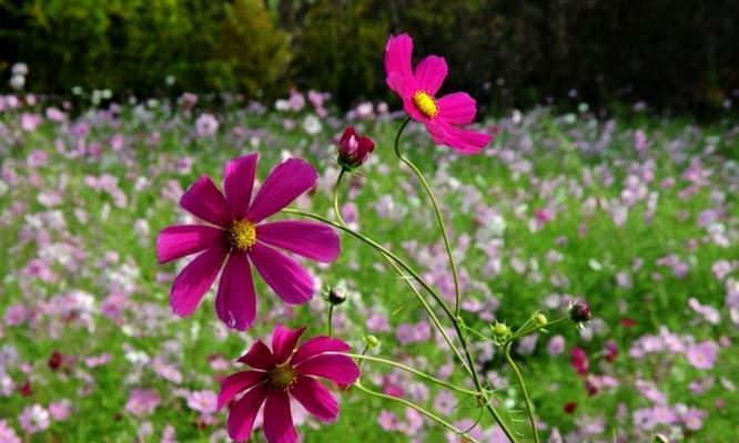 格桑花花语（格桑花的寓意与象征）