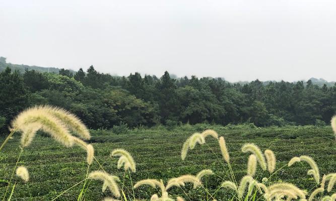 狗尾巴花（传递情感的芬芳使者）