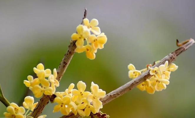 丹桂花语（馥郁芬芳）