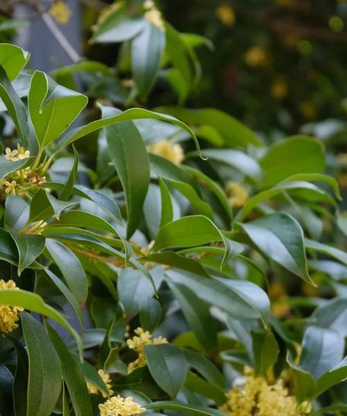 丹桂花语（馥郁芬芳）