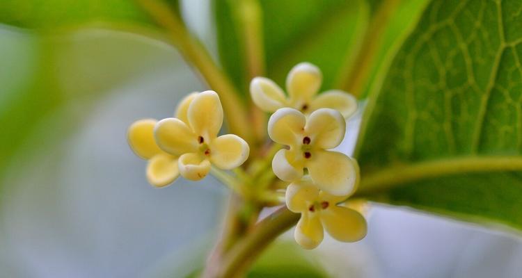 四季桂花（秋风送暖）