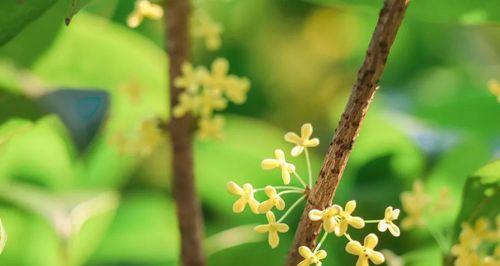 桂花花语-传递爱与美的芬芳（桂花的香气）