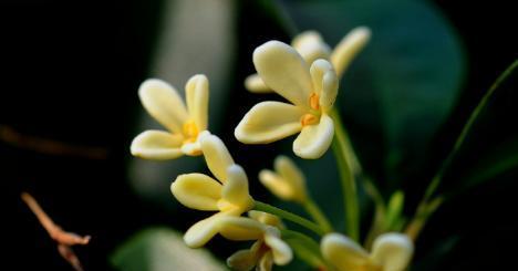 桂花的花语意义（馨香四溢的桂花）