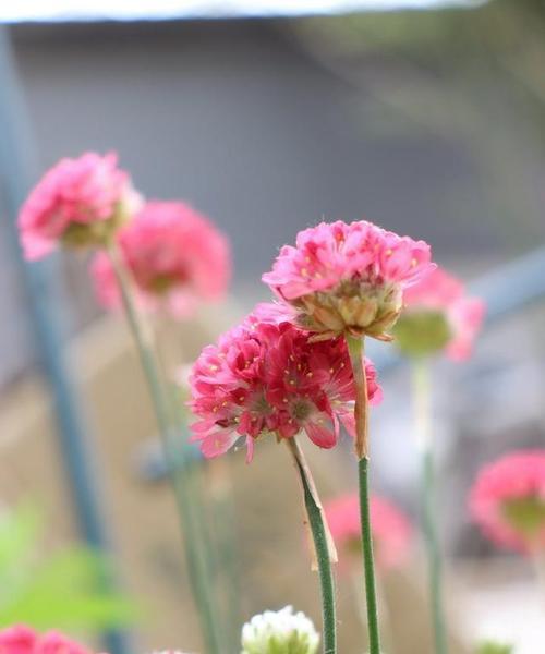 以海石竹的花语，传递深情与希望（用花语讲述爱的故事）