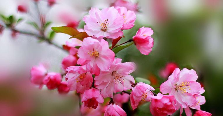 海棠花的花语与美丽传说（探秘海棠花的独特含义与神奇传说）