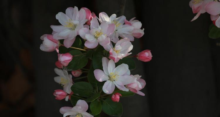 海棠花的象征意义与美丽传说（探寻海棠花的历史与文化底蕴）