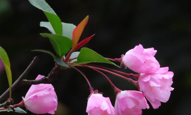 海棠花的象征意义与美丽传说（探寻海棠花的历史与文化底蕴）