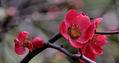 海棠花的花语与寓意（探索海棠花的美丽花语和深刻寓意）