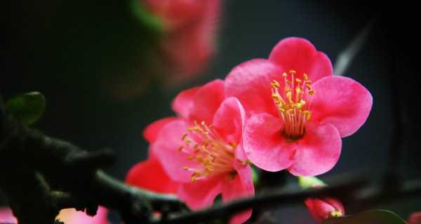 海棠花（海棠花的传说及其花语的含义）