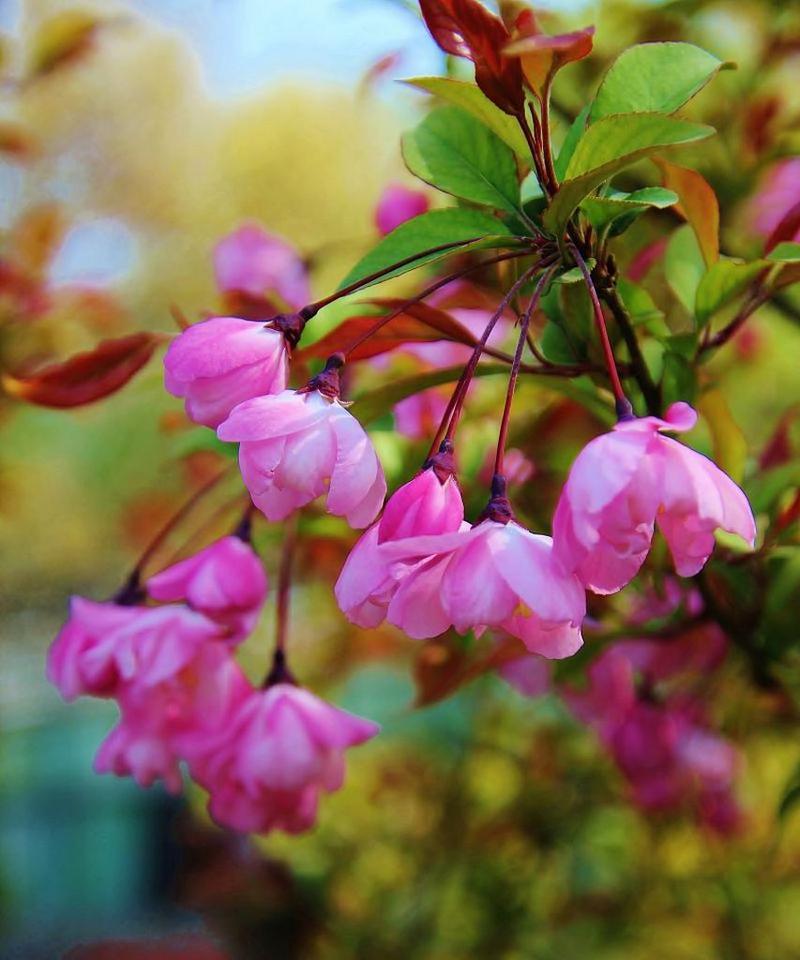 海棠花（揭秘海棠花背后的华美寓意）