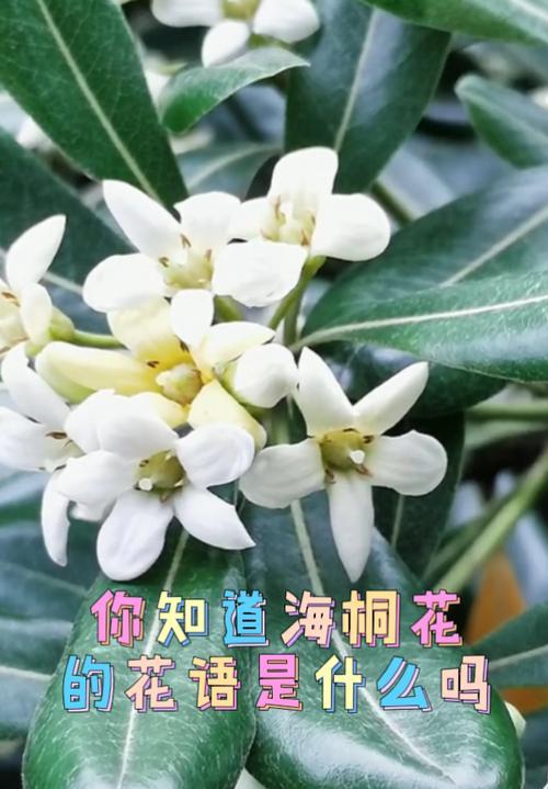 以海桐花语为主题的文章（海桐花语的意义与传承）