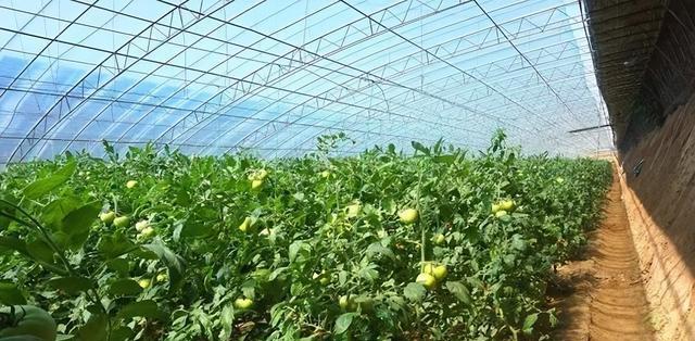 大棚西红柿种植时间选择|大棚西红柿种植最佳月份及注意事项