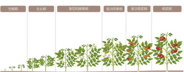 大棚西红柿种植时间选择|大棚西红柿种植最佳月份及注意事项