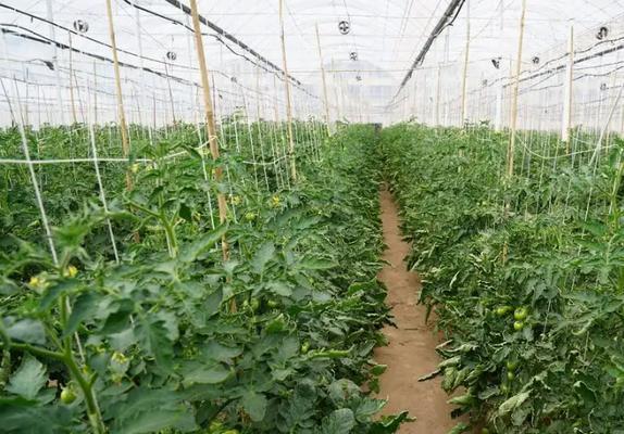 大棚西红柿种植时间选择|大棚西红柿种植最佳月份及注意事项