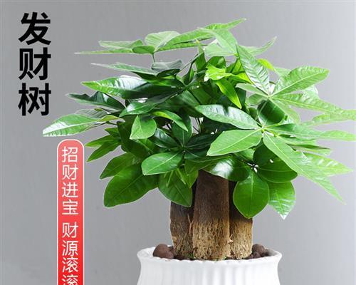 大树下的植物选择（营造自然生态的植物种植方案）