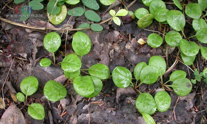 大蒜——一种神奇的多年生草本植物（百合科植物的代表）