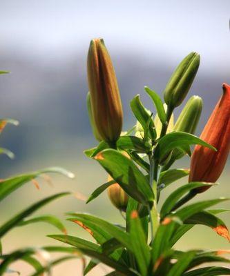 大蒜——一种神奇的多年生草本植物（百合科植物的代表）