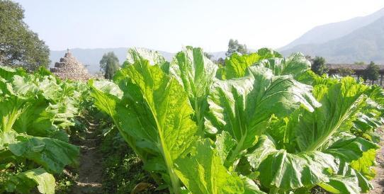 大头菜的最佳播种时间（掌握正确的播种时机）