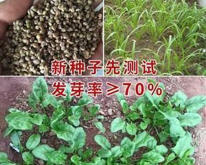 大叶菠菜的最佳播种时间（什么时候种植大叶菠菜最容易成功）