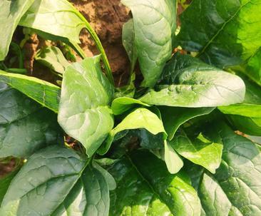 大叶菠菜的最佳播种时间（什么时候种植大叶菠菜最容易成功）